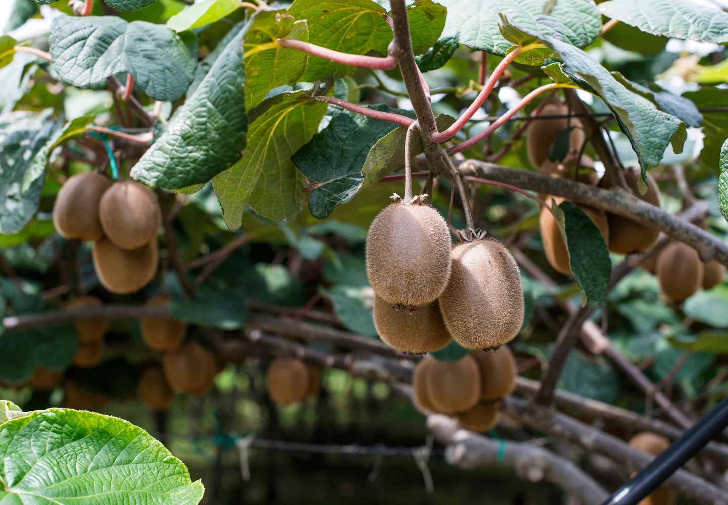 arbol-kiwi